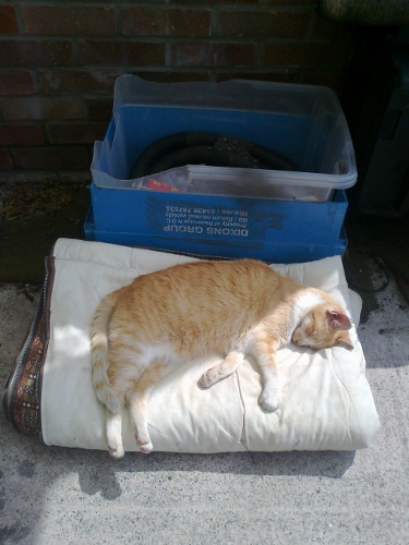 Primed and ready to pounce!