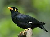 mynah.jpg