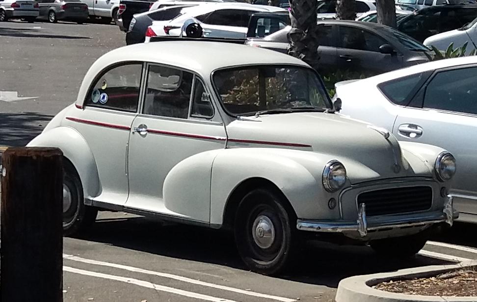 Californian_Moggie.JPG